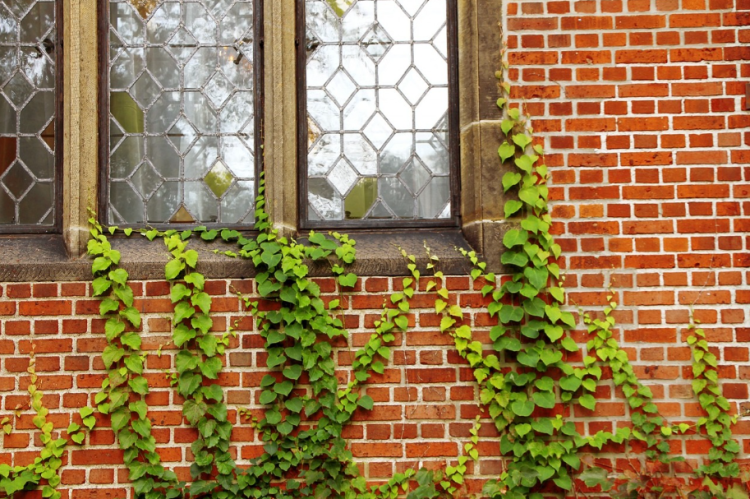 Designing Your Dream Outdoor Space: Tips for Creating an Oasis